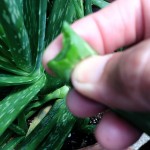 A basic aloe plant - and it's soothing gel...