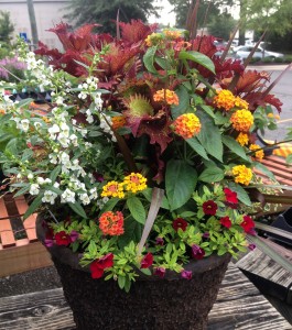 Container Planting for Sun