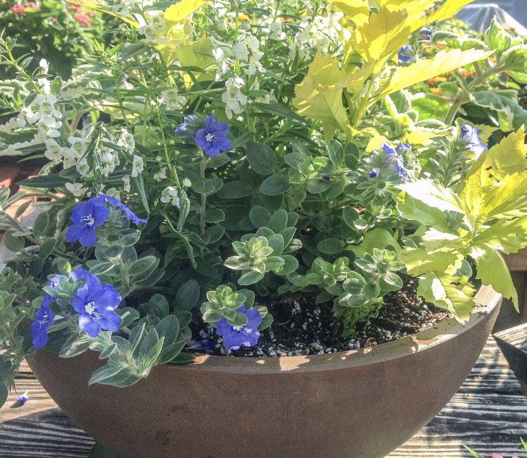 A Brown Bowl…Planted 2 Ways For Sun | Oak Street Garden Shop and Local ...