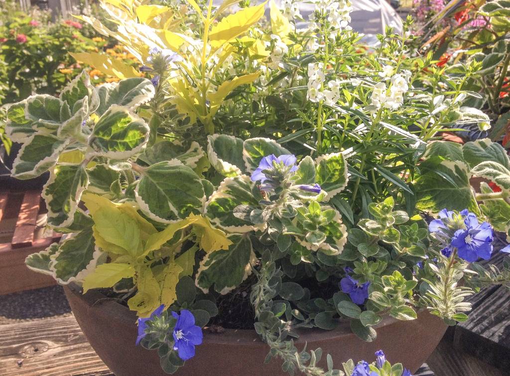 Light-Weight Brown Bowl Planted - White Angelonia, Swedish Ivy, Blue Daze, Yellow Duranta