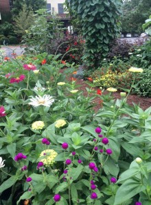 Zinnias and gomphrena...moonvine and red leaf hibiscus...