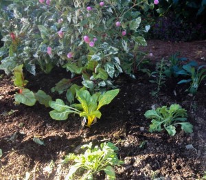 Chard and poppies mingling with pink gomphrena and the variegated hibiscus...