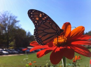 Monarch butterfly on tithonia
