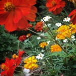 Butterflies like these cosmos, zinnias and marigolds 