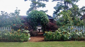 The back side - Moonvine on the arbor with the red leaf hibiscus on either side...