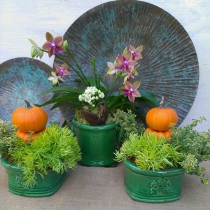 A vignette Jamie created with an orchid, sedum, tiny pumpkins and more...