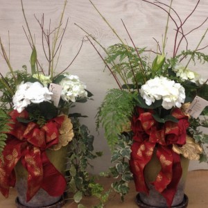 Hydrangeas & Amaryllis...Gifts