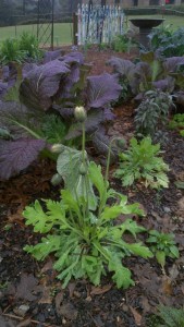 A poppy, in bud, with 'Red Giant' ornamental mustard in the 'better late than never garden' in January...