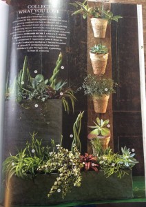 Succulents! Look at all the different leaf shapes and sizes here...Lauren's vertical planter is wood from a pallet with pots wired on. Photo Courtesy Southern Living