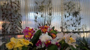 Cattleya orchids and air plants in the afternoon light...