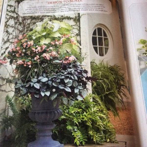 One of my favorite shade planting designs because of how wonderfully it grew out after this picture was taken. The 'Babywing' pink begonia was a showstopper, growing through the large 'Garden White' caladiums and the carex 'Evergold' mingled with the silver waffle plant, (hemigraphis) trailing over the edge beautifully... Photo Courtesy Southern Living 