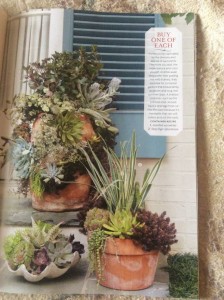 Three succulent plantings by Molly certainly showcase all the variety available... Photo Courtesy Southern Living