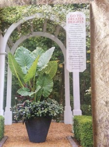 An Alocasia is the star of this "large and in charge" planting by Jamie. She added Alternanthera 'Ruby Star' to fill out the base... Photo Courtesy Southern Living Magazine