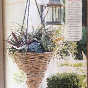 I wanted to do something a little different in this cone shaped basket, so I started with a pot of chives and added rhoes (oyster plant) Echeverias and trailing string of pearls for a textural feast... Photo Courtesy Southern Living