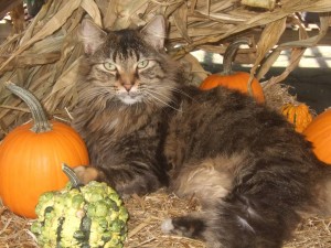 Daisy loved lying in the pumpkin display...