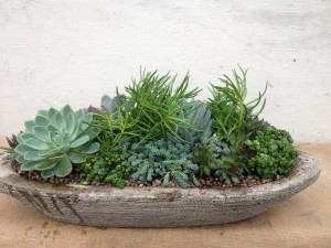 A succulent planting in a stone bowl...