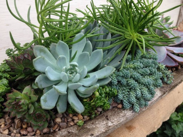 Succulent Arrangements…A Sampling | Oak Street Garden Shop and Local Market