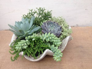 Succulents in a Clam Shell