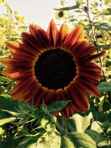 Better agate Than Never Garden Sunflower Summer 2015