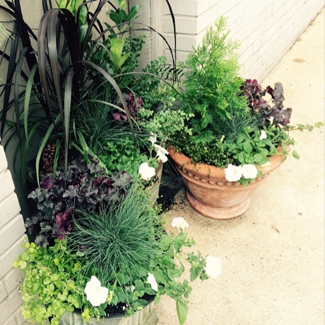 A Trio of Pots  Color and Texture In A Late Summer Planting | Oak Street  Garden Shop