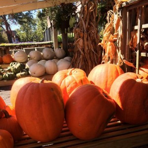Fall - Pumpkins