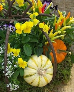 Fall - Violas, Peppers and Minipumpkins