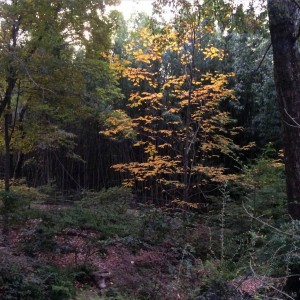 Fall...Yellowwood tree 