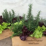 Fall - Lettuce and Herb Arrangements...