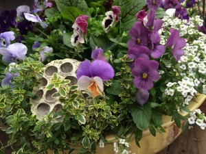 Planted...violas, herbs and pods...design Molly Hand