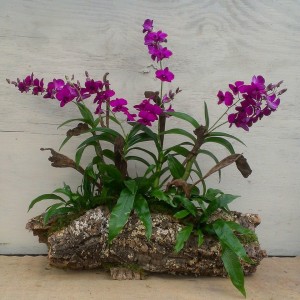Fall Orchid Arrangement