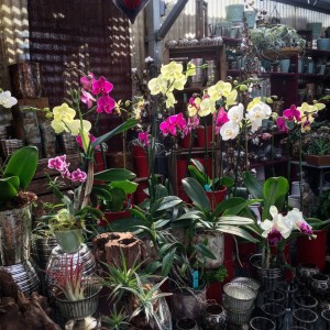 Greenhouse - Orchids