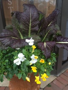 'Red Giant' Mustard with Pansies