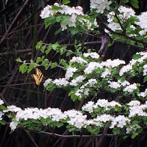 Butterfly on Parsley Hawthorne Tree