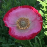 Oriental Poppy - Better Late Than Never Garden - Spring 2016