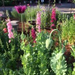 Oriental Poppy and Larkspur - Better Late Than Never Garden Spring 2016