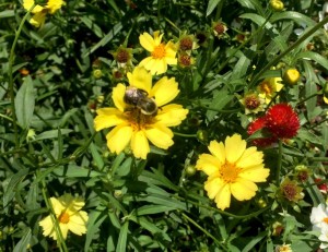 Bee on Coreopsis