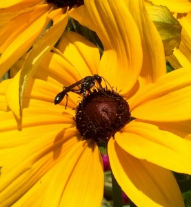 Rudbeckia 'Indian Summer' and Pollinator