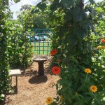 'Better Late Than Never' Pollinator Garden - Looking Through The Arbor