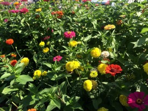 Tall Marigolds and Zinnias - 'Better Late Than Never' Pollinator Garden