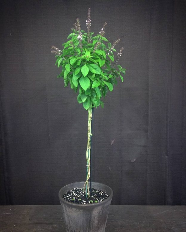 Contained…Plantings To Inspire | Oak Street Garden Shop and Local Market