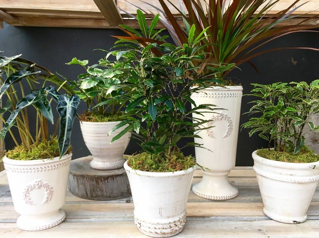 New To Houseplants? Let Us Help! | Oak Street Garden Shop
