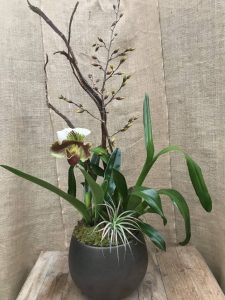 Oncidium and Paph Orchids...