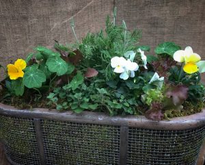 Container Garden with Herbs and Violas