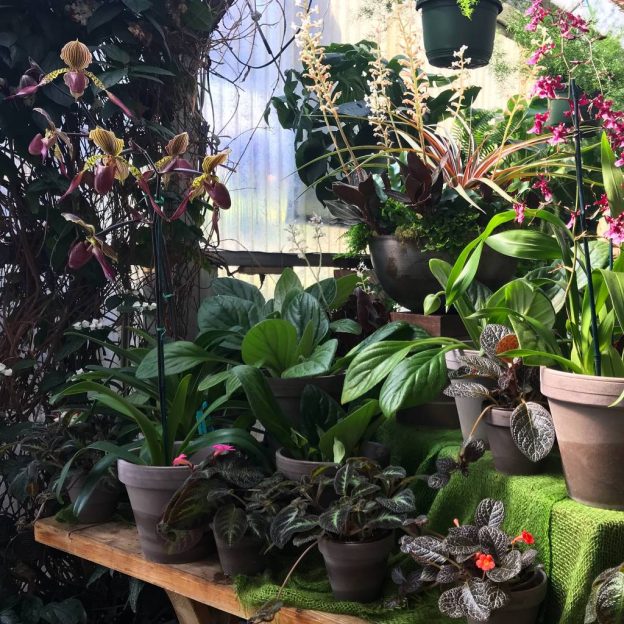 Paph, Chiritas, Episcias, Oncidium, and Jewel Orchid