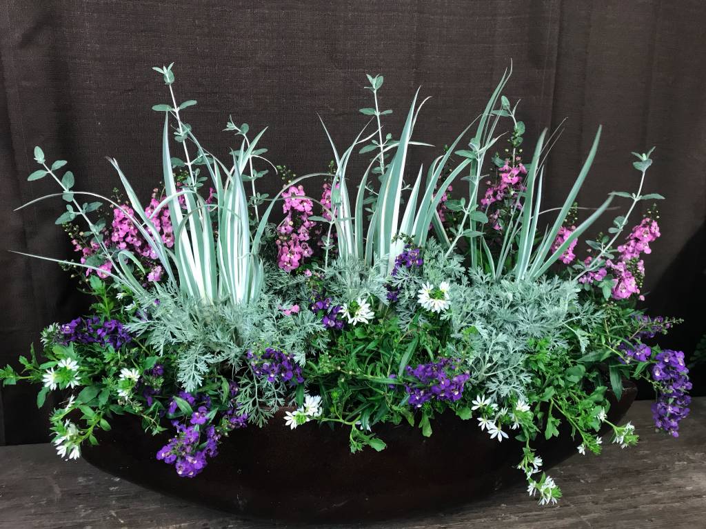 Image of Angelonia mixed planter