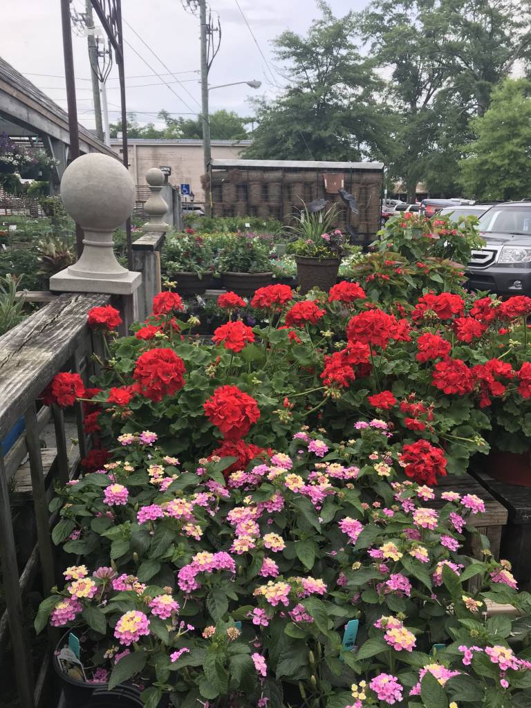 Nursery Lantana and Geraniums Oak Street Garden Shop and Local Market