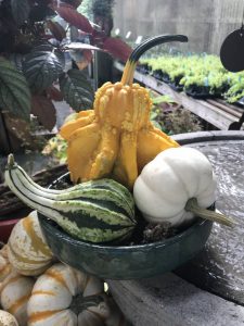 Pumpkin/Gourd Arrangement