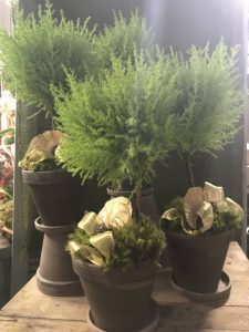 Lemon Cypress Topiaries Dressed For the Holidays
