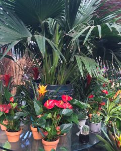 Bromeliads, Anthurium and Needle Palm in the Greenhouse