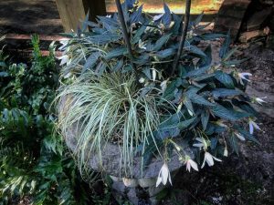 Begonia and Carex 'Evergold'